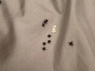 三水杀虫灭鼠站床垫上长虫子怎么处理？