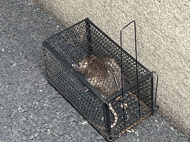 南海除四害灭鼠站厂区车间、配电房怎么灭鼠