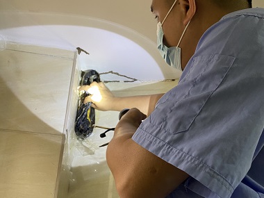 三水白蚁防治站：白蚁会在家里侵害骚扰怎么办