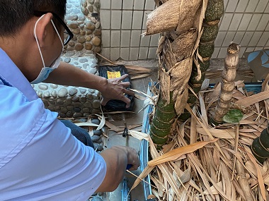 南海白蚁防治站正确的灭治白蚁方式是什么