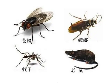 禅城四害消杀所怎样防制蚊蝇鼠蟑？