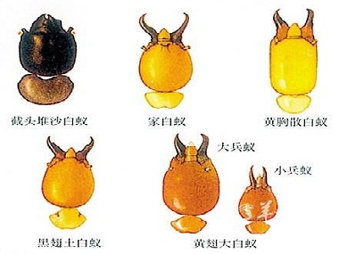 南海白蚁防治中心佛山常见的白蚁种类有哪几种